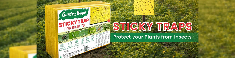 Insect Traps