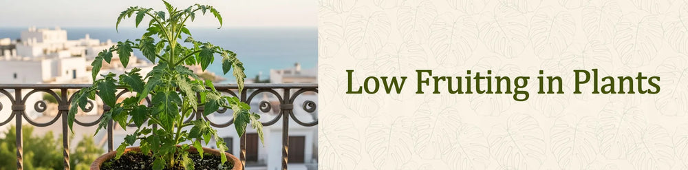 Low Fruiting in Plants