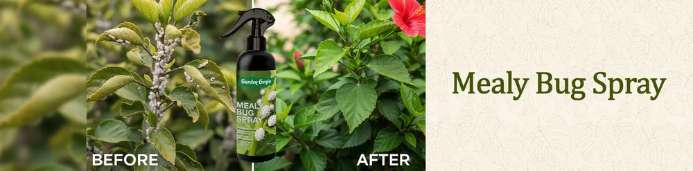Mealy Bug Spray