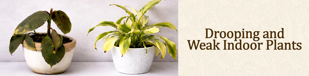 Weak Indoor Plants