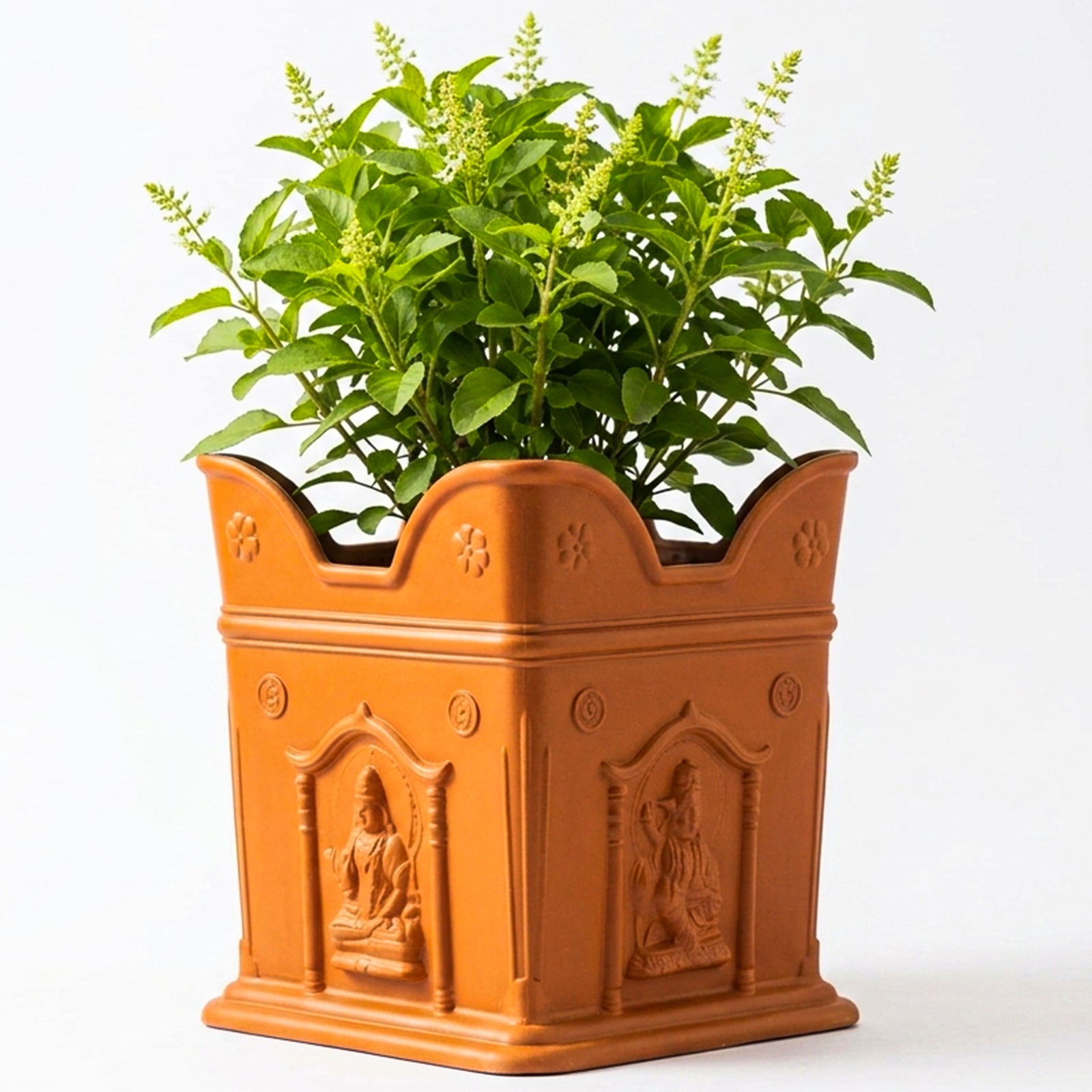 buy tulsi plant with pot online Tulsi Planter