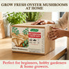 Mushroom Grow Kit