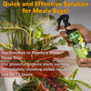 Mealy Bug Spray