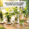 Lucky Bamboo Fertilizer | Aquatic Plant Fertilizer for Water Plants like Bamboo, Money Plant, etc