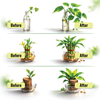 Lucky Bamboo Fertilizer | Aquatic Plant Fertilizer for Water Plants like Bamboo, Money Plant, etc