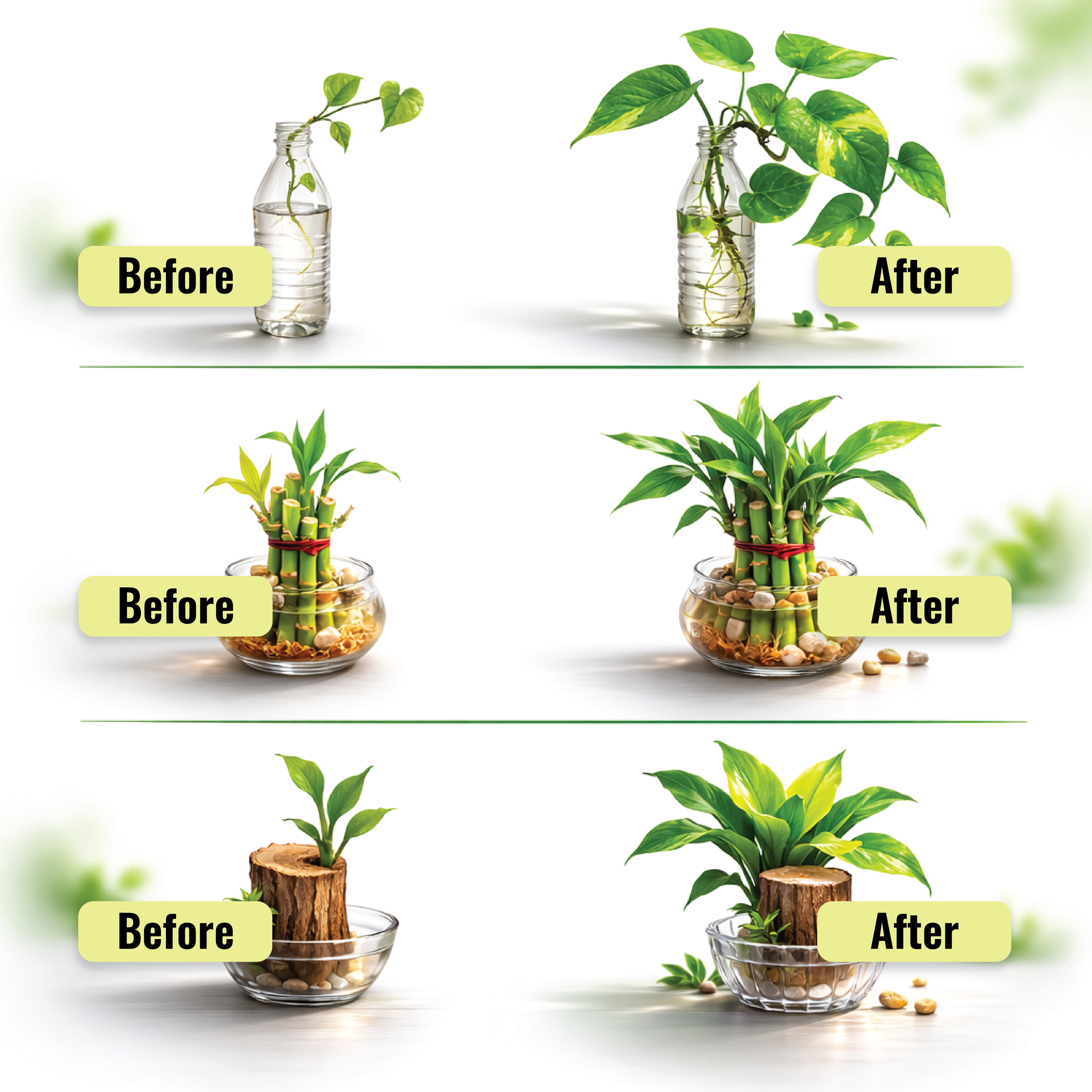do bamboo plants need fertilizer Lucky Bamboo Fertilizer