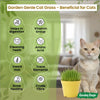 DIY Cat Grass Grow Kit