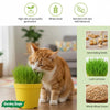 DIY Cat Grass Grow Kit
