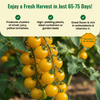 Yellow Cherry Tomato Seeds