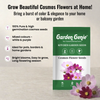 Cosmos Flower Seeds