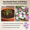 Cosmos Flower Seeds