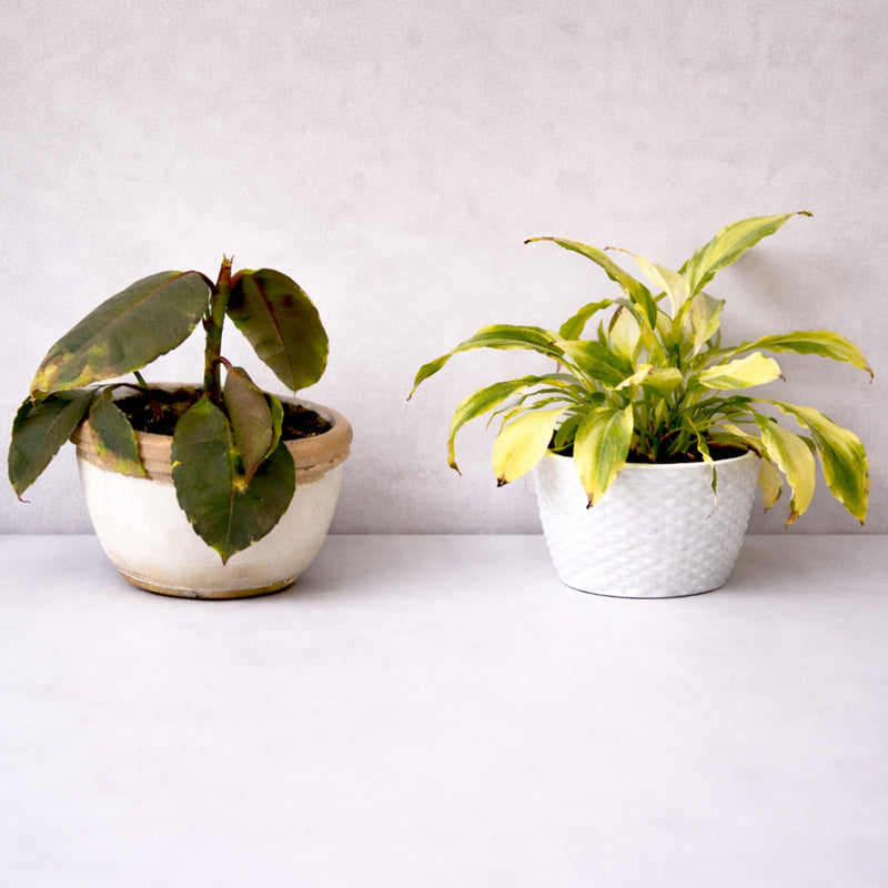 Weak Indoor Plants