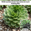 Succulent & Cacti Potting Mix