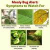 Mealy Bug Spray