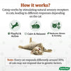 Catnip