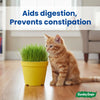 DIY Cat Grass Grow Kit