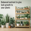Indoor Plant Fertilizer