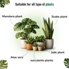 Indoor Plant Fertilizer