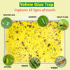 Sticky Traps