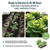 Long Lettuce Romaine Seeds