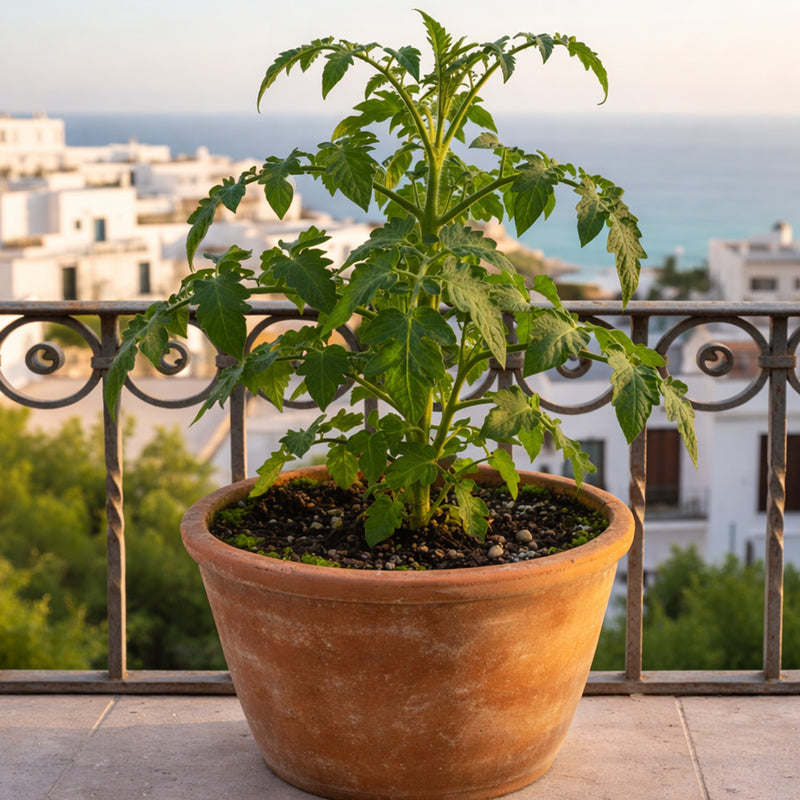 Low Fruiting in Plants