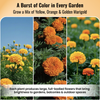 Marigold Flower Seeds