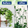 Plant Supporter Clips for Climbers, Creepers & Money Plant