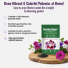 Petunia Flower Seeds