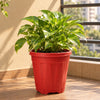 10-inch Plastic Pots for Garden