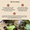 Rapid Root