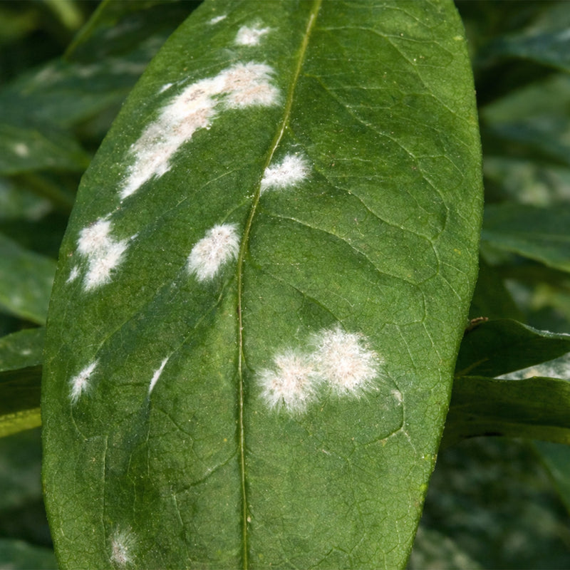 Soil Fungus / White Molds