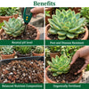 Succulent & Cacti Potting Mix
