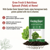 Spinach Seeds