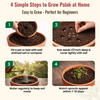 Spinach Seeds