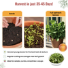 Spinach Seeds