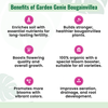 Bougainvillea Fertilizer