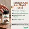 Catnip