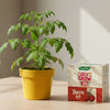 DIY Tomato Grow Kit
