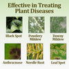 Neem Oil Concentrate