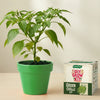 DIY Green Chilli Grow Kit