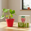 DIY Bottle Gourd Grow Kit