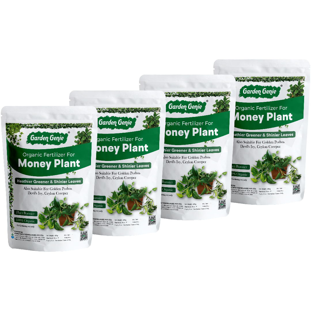 1800 gm Money Plant Fertilizer